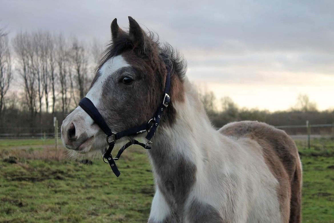 Pinto Araber Grønvangs High Hopes | Hugo | [Lånte] billede 15