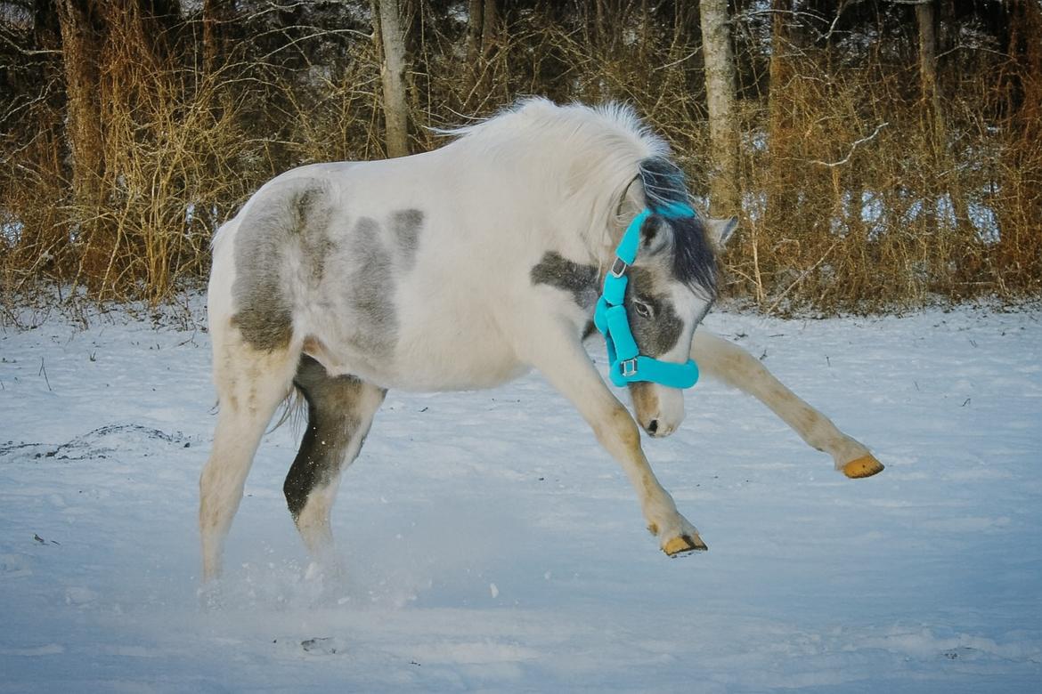Pinto Araber Grønvangs High Hopes | Hugo | [Lånte] billede 14