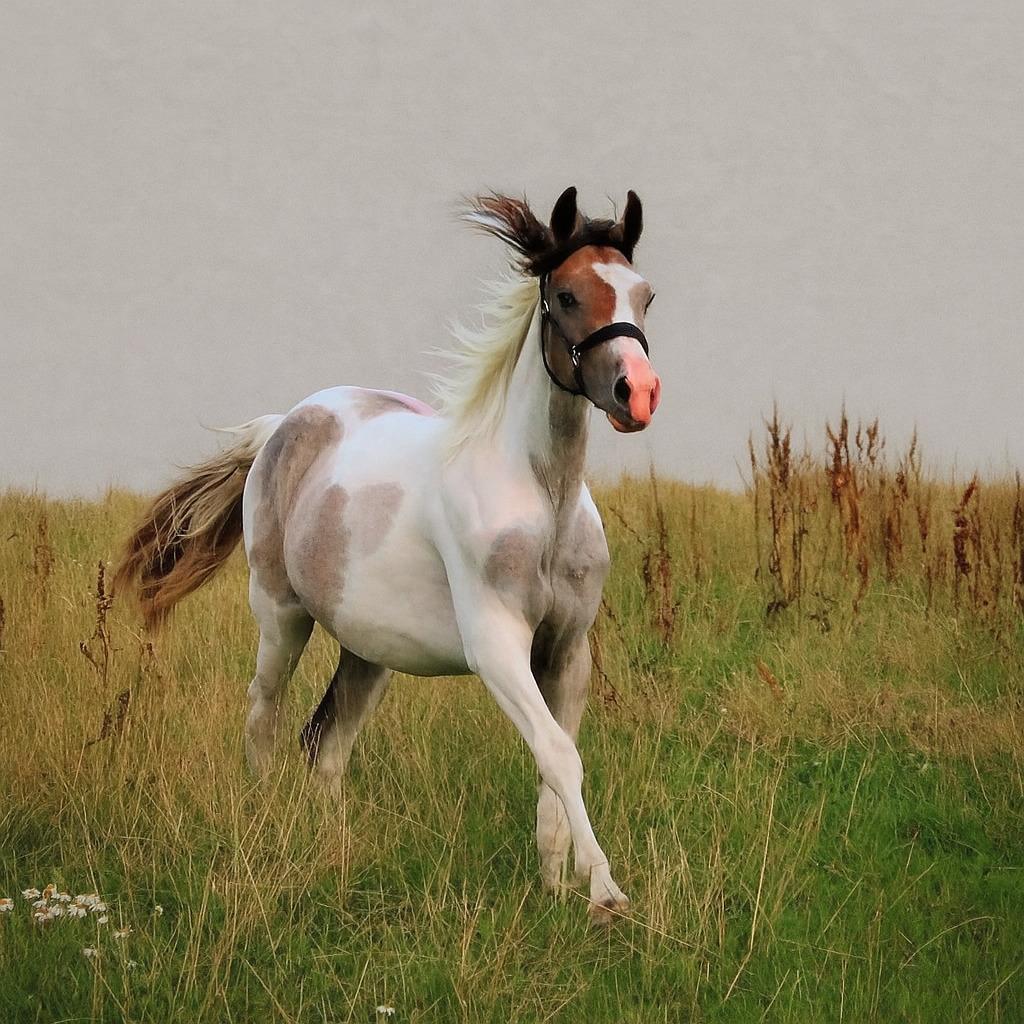 Pinto Araber Grønvangs High Hopes | Hugo | [Lånte] billede 16