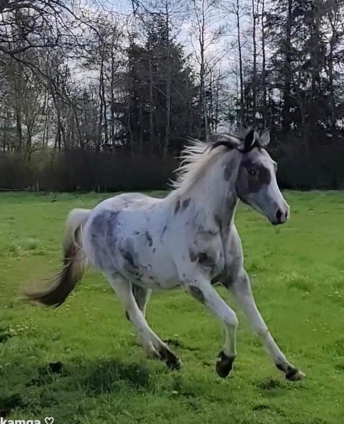 Pinto Araber Grønvangs High Hopes | Hugo | [Lånte] billede 18