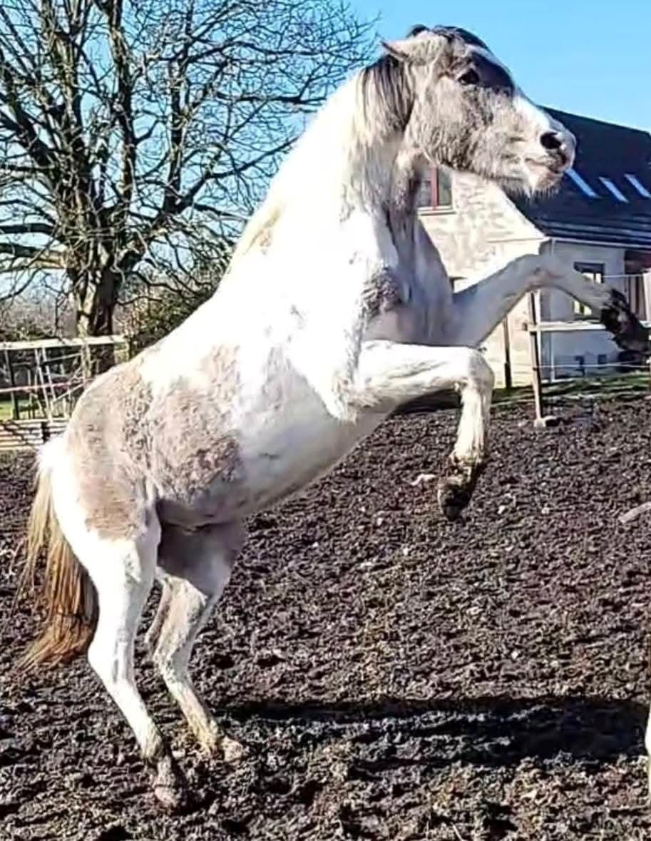 Pinto Araber Grønvangs High Hopes | Hugo | [Lånte] billede 20