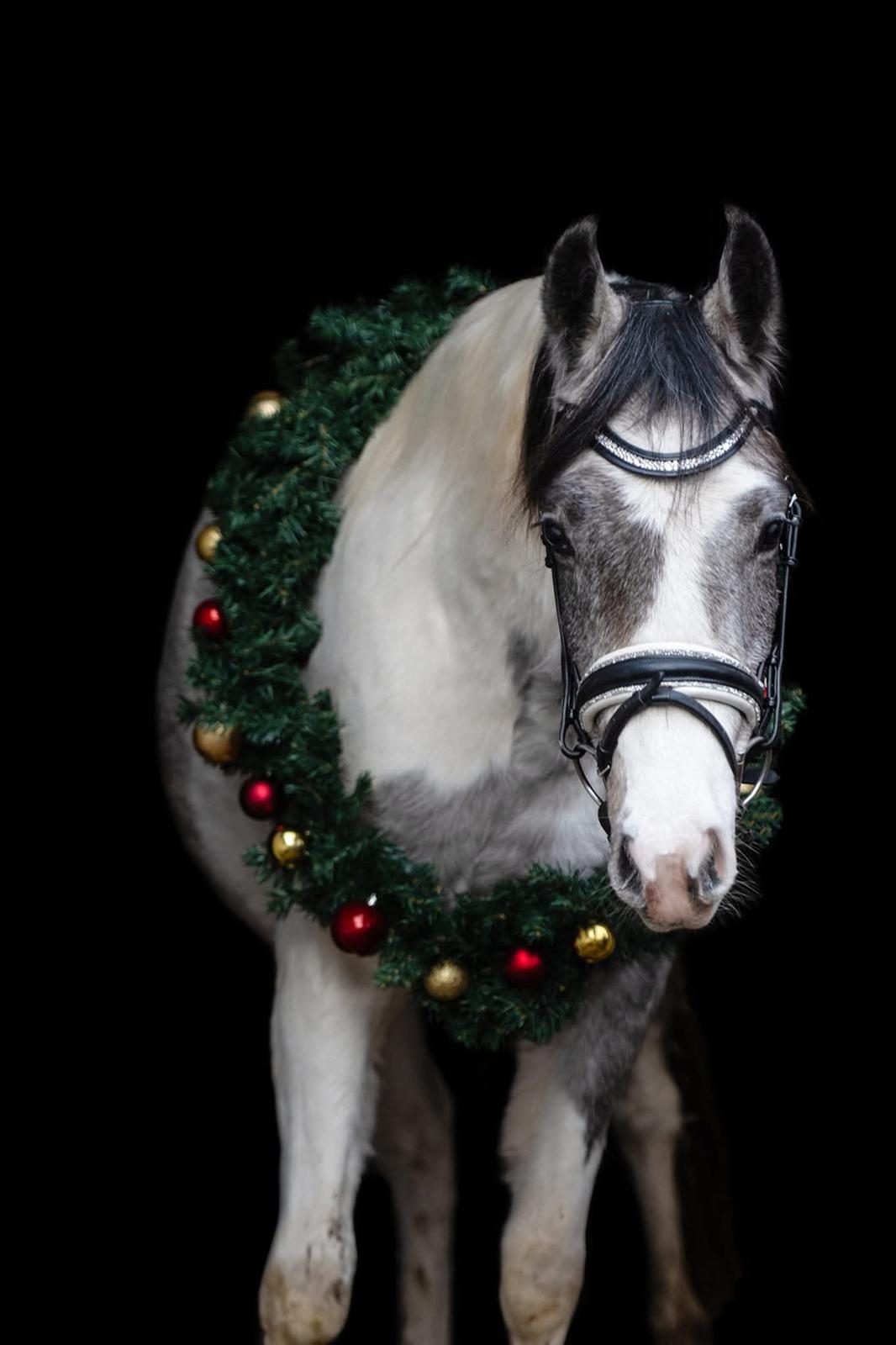 Pinto Araber Grønvangs High Hopes | Hugo | [Lånte] billede 21