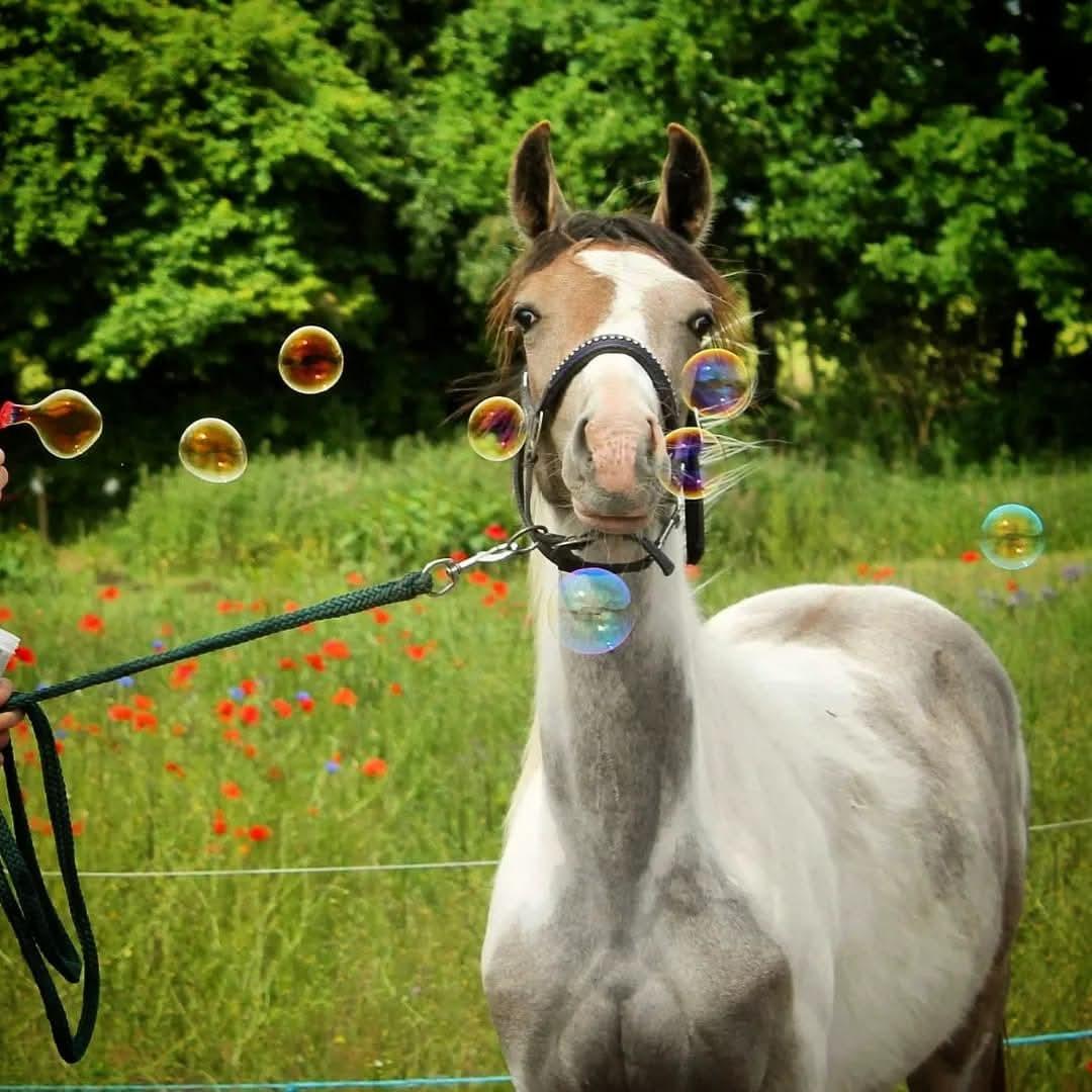 Pinto Araber Grønvangs High Hopes | Hugo | [Lånte] billede 22