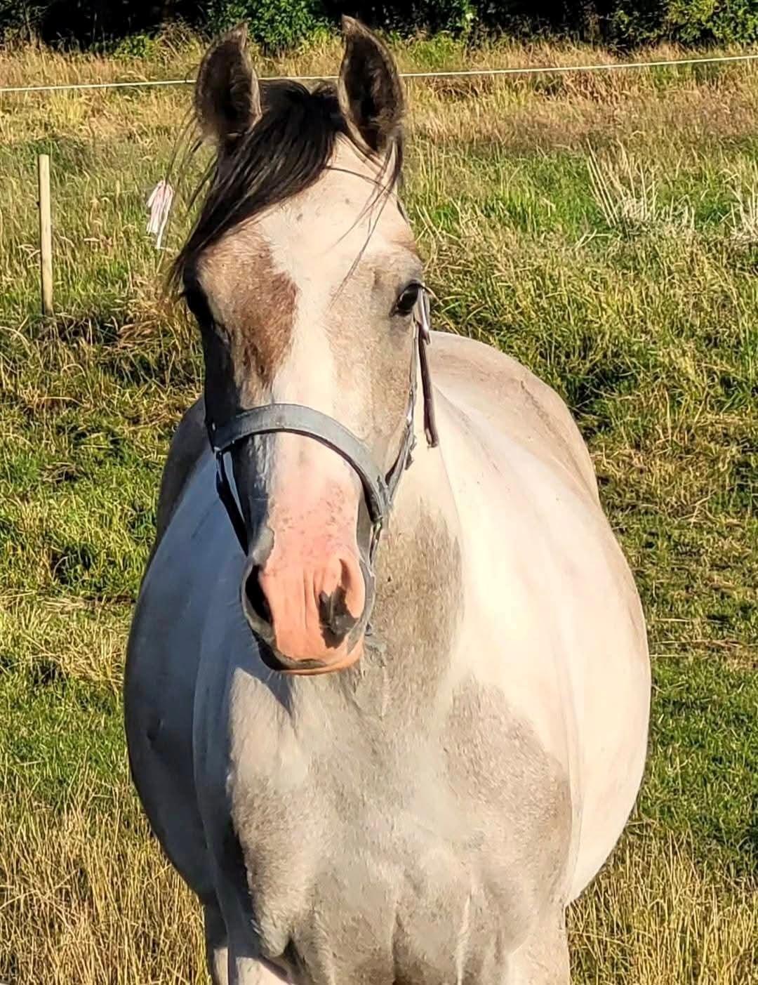 Pinto Araber Grønvangs High Hopes | Hugo | [Lånte] billede 19