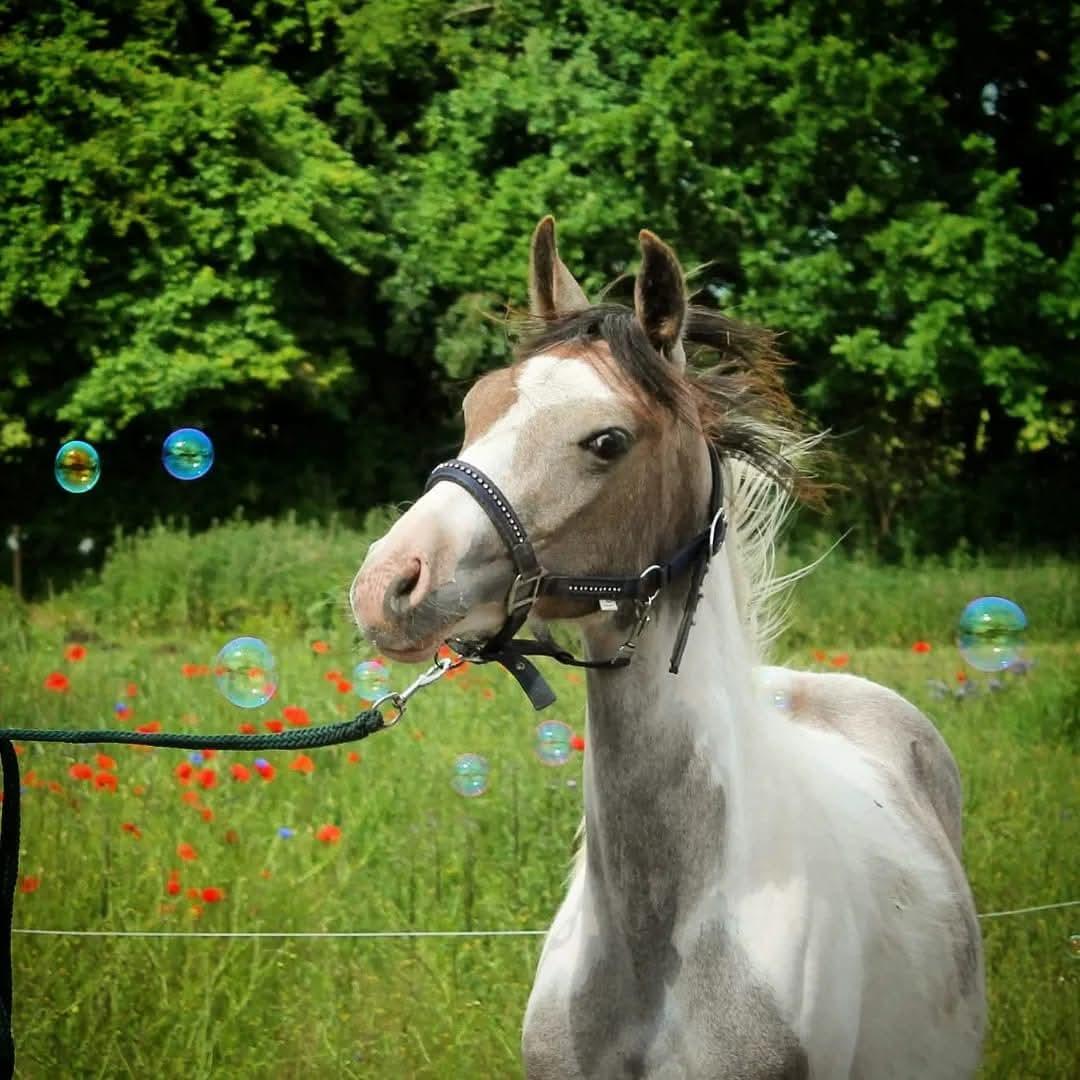 Pinto Araber Grønvangs High Hopes | Hugo | [Lånte] billede 23