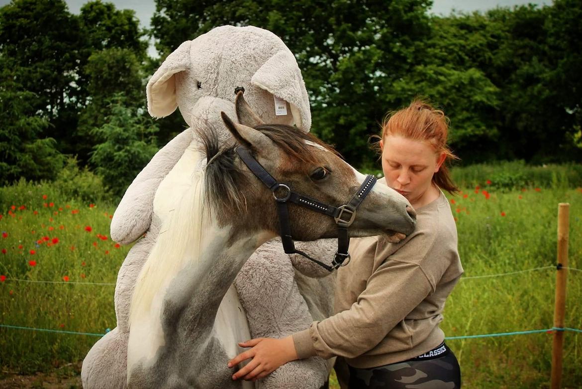 Pinto Araber Grønvangs High Hopes | Hugo | [Lånte] billede 24