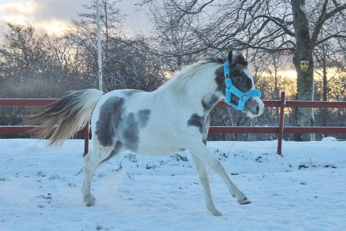 Pinto Araber Grønvangs High Hopes | Hugo | [Lånte] billede 25