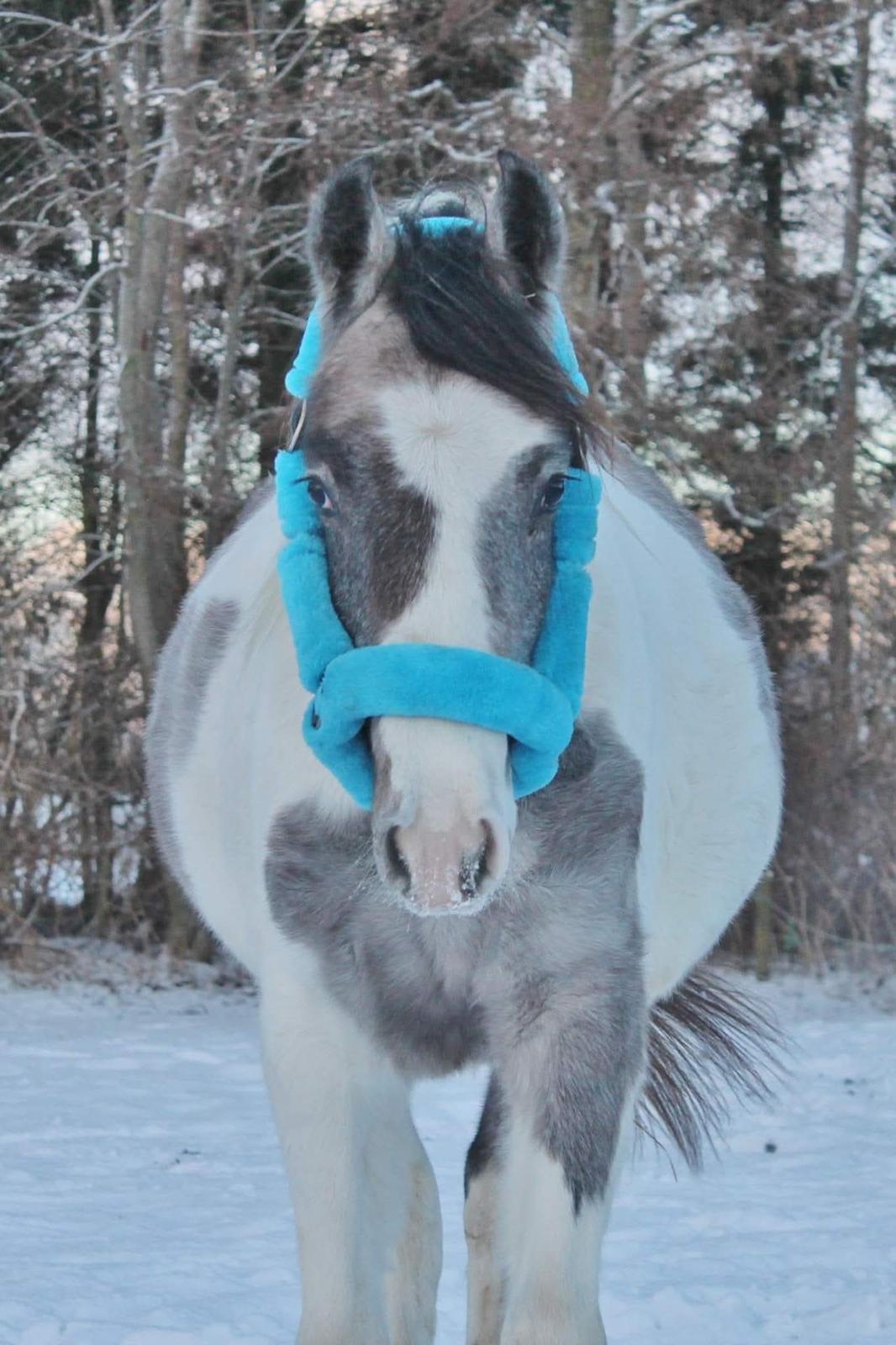 Pinto Araber Grønvangs High Hopes | Hugo | [Lånte] billede 26