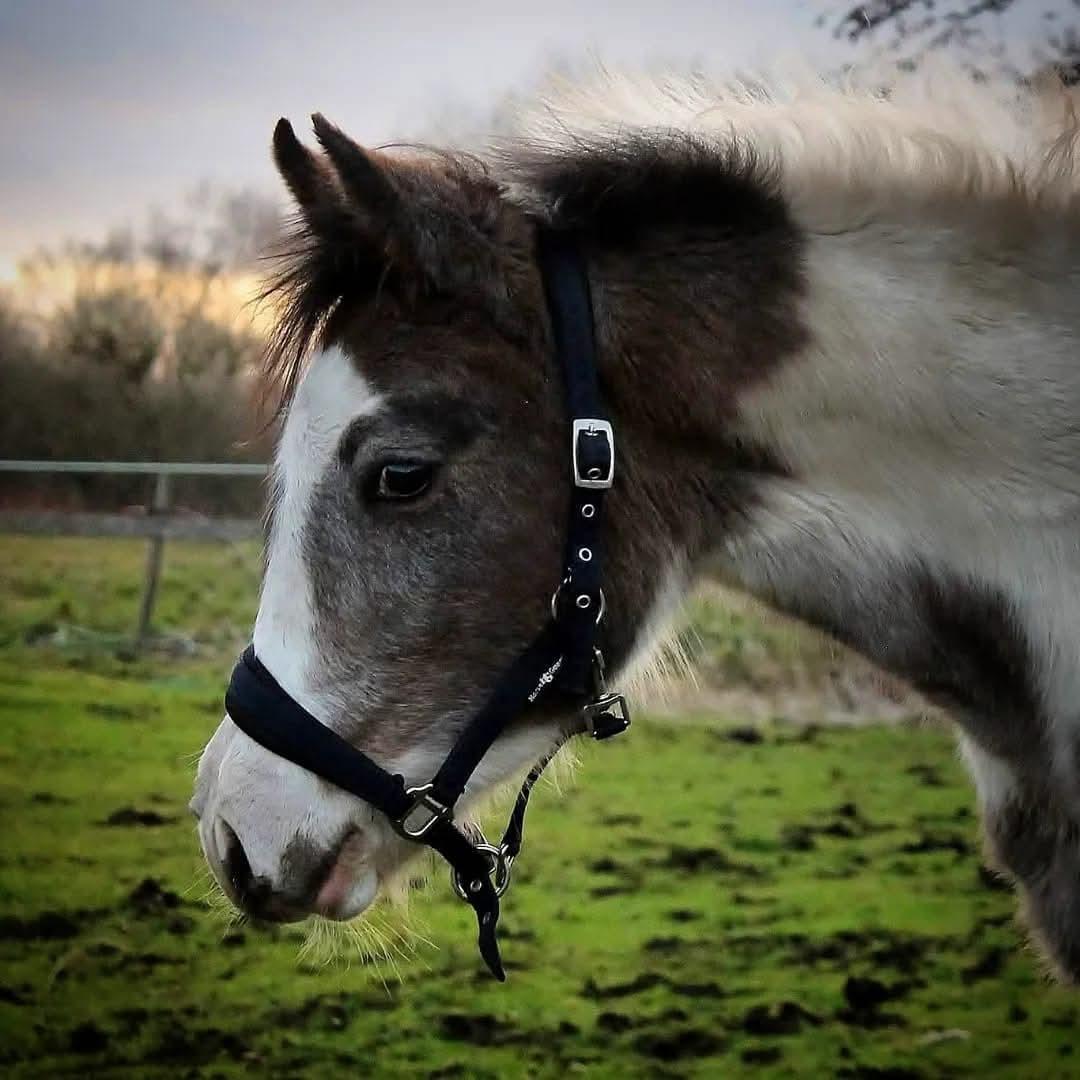 Pinto Araber Grønvangs High Hopes | Hugo | [Lånte] billede 29