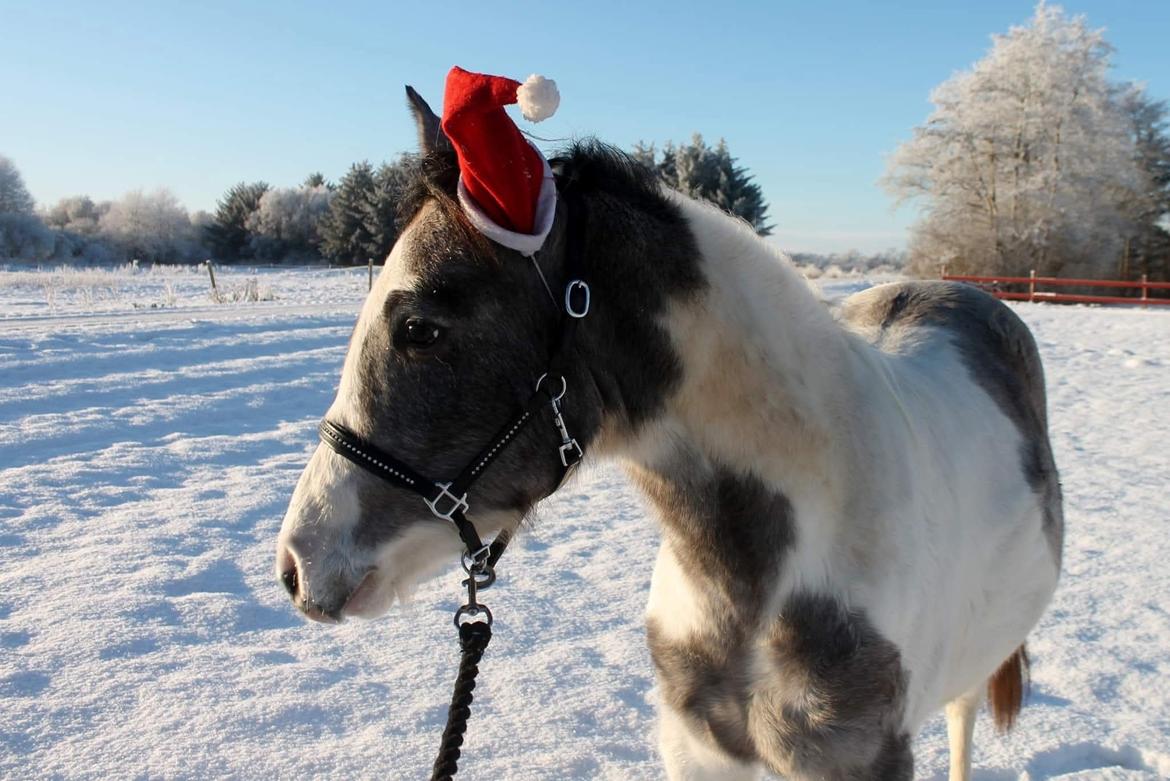 Pinto Araber Grønvangs High Hopes | Hugo | [Lånte] billede 27