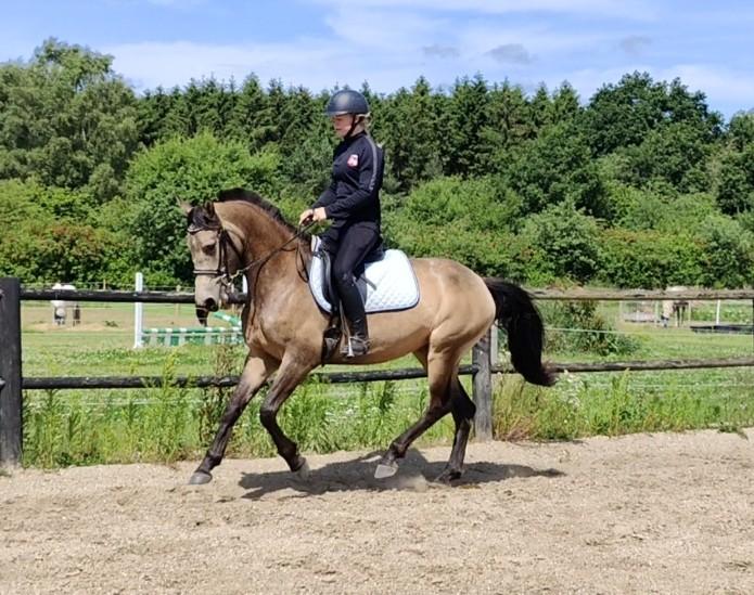 Anden særlig race Højlund's Cassandra (Cassie) billede 13