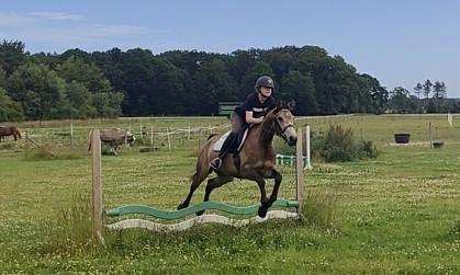 Anden særlig race Højlund's Cassandra (Cassie) billede 14