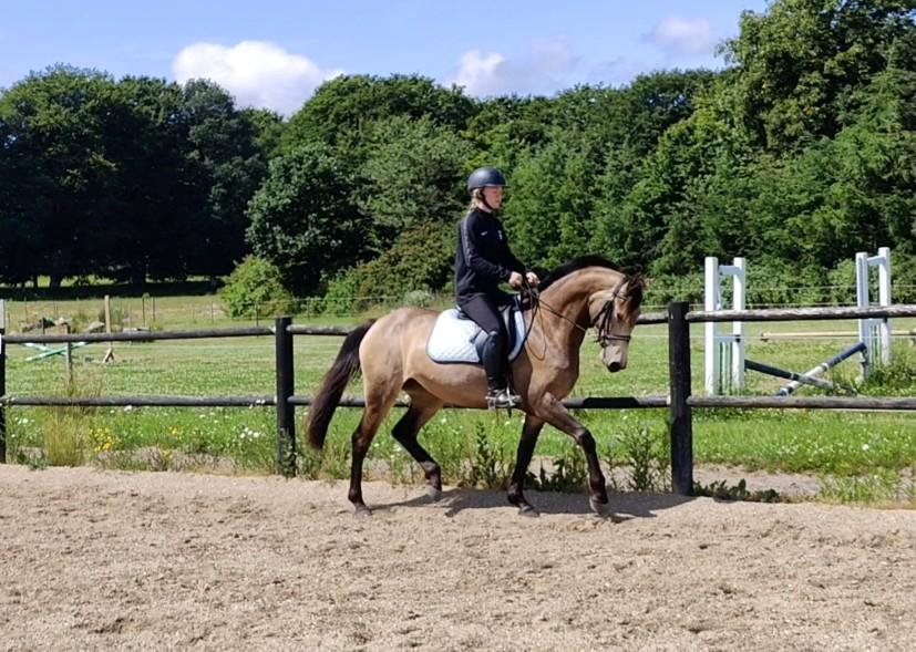 Anden særlig race Højlund's Cassandra (Cassie) billede 11