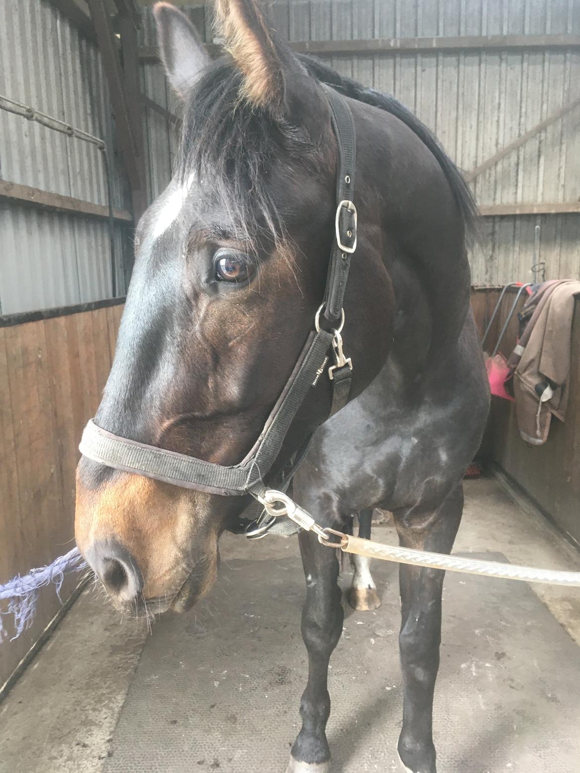 Tysk Oldenburger Nyholm's zelebrio billede 8