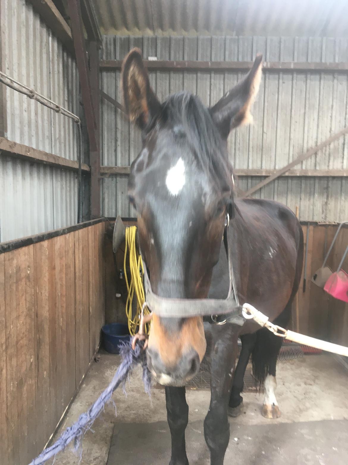 Tysk Oldenburger Nyholm's zelebrio billede 9