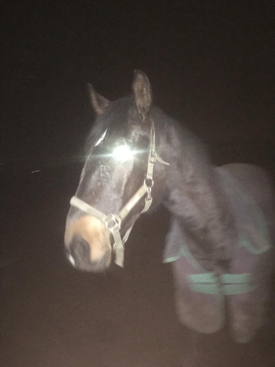 Tysk Oldenburger Nyholm's zelebrio billede 10