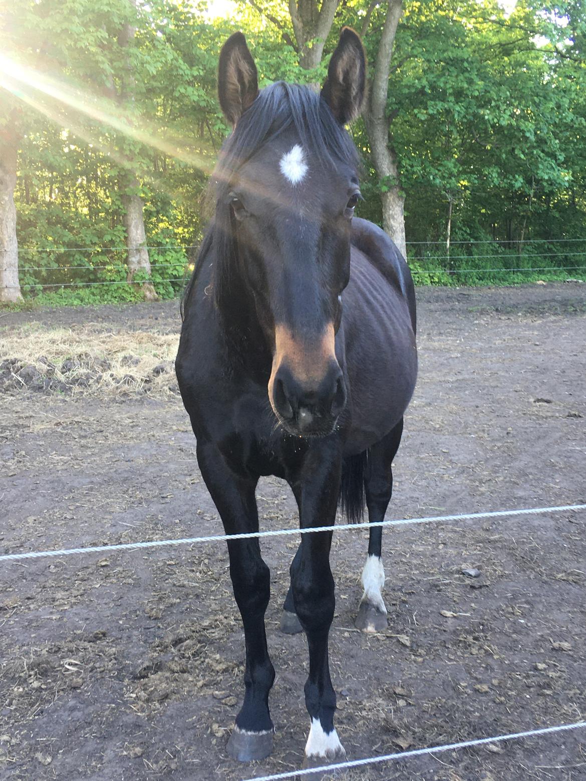 Tysk Oldenburger Nyholm's zelebrio billede 11
