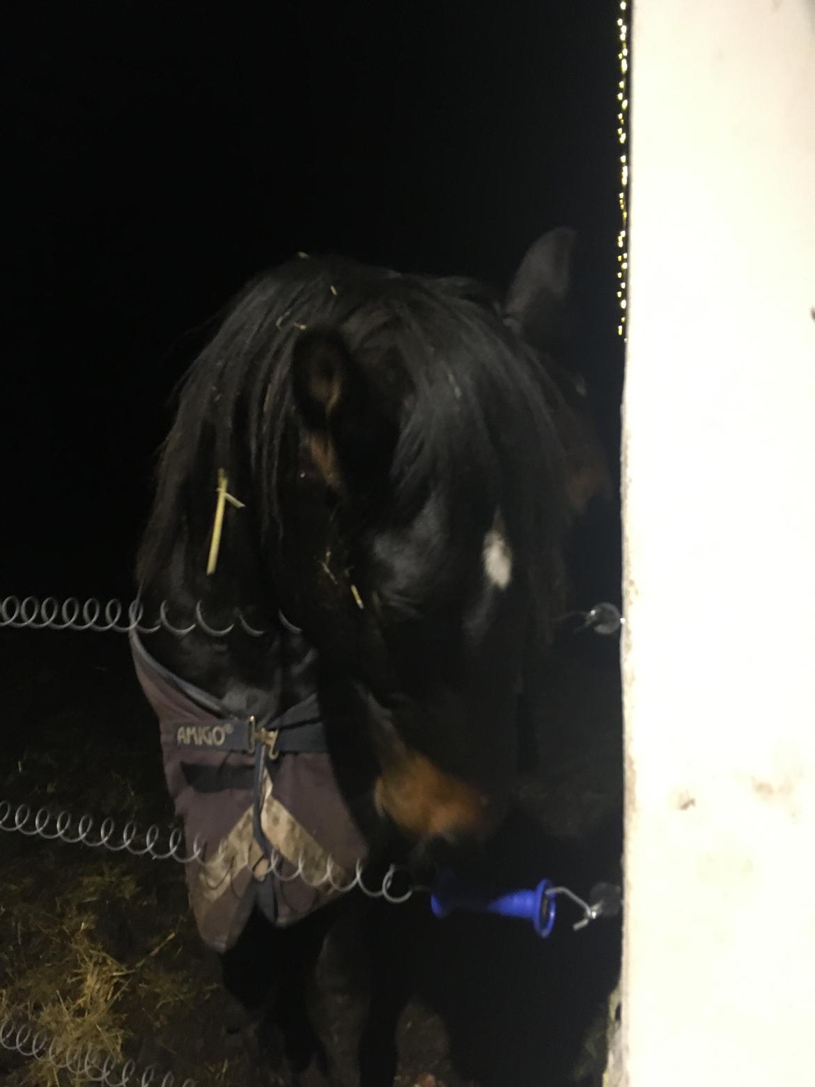 Tysk Oldenburger Nyholm's zelebrio billede 13