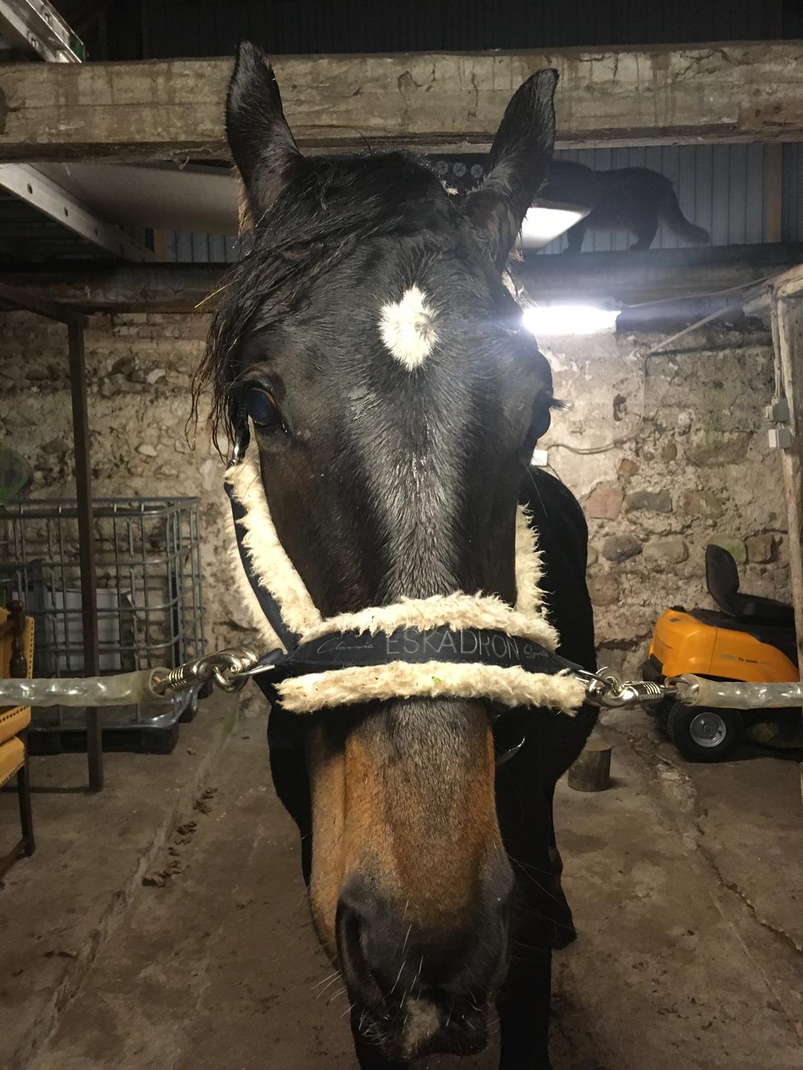 Tysk Oldenburger Nyholm's zelebrio billede 14