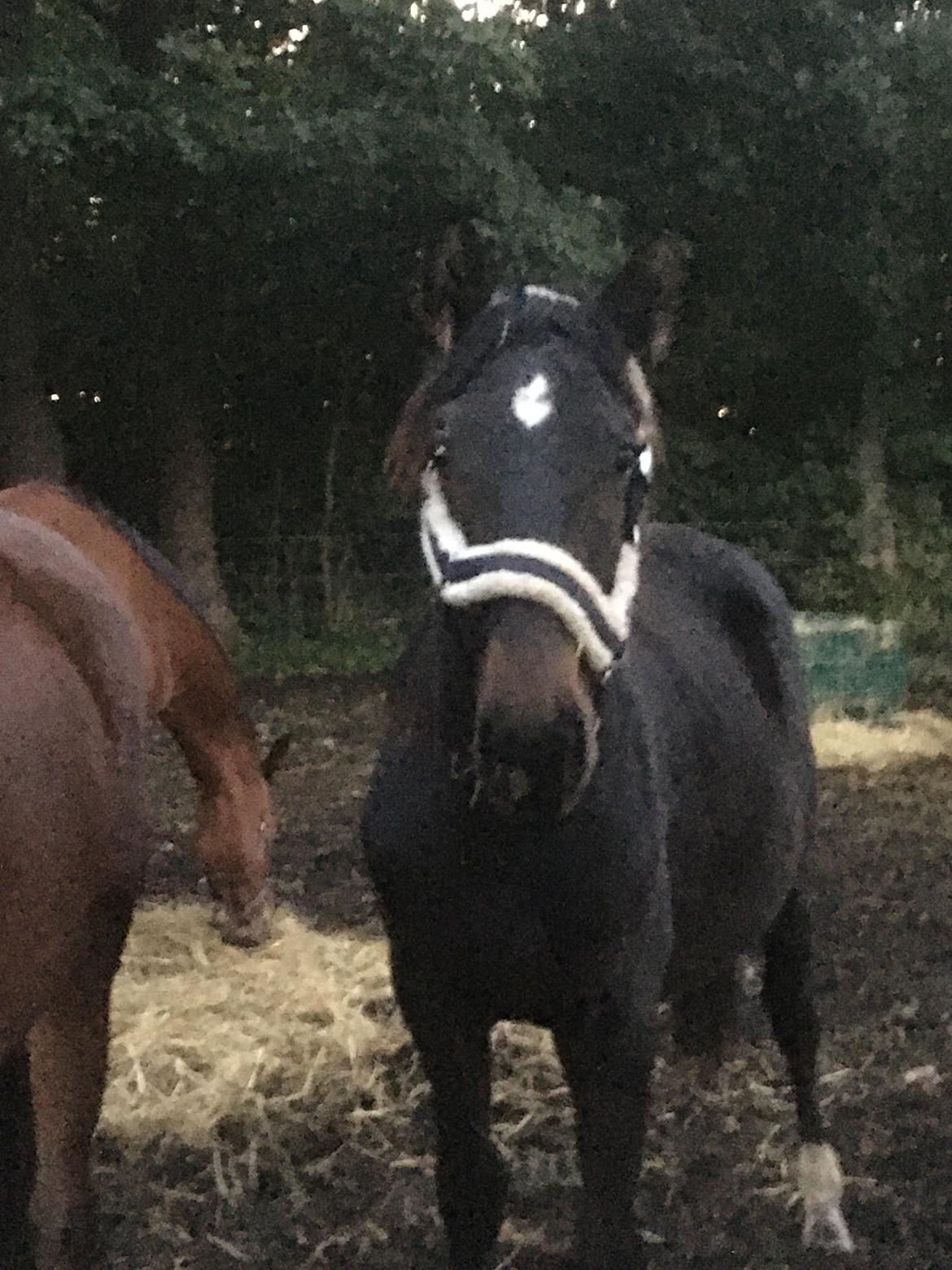 Tysk Oldenburger Nyholm's zelebrio billede 15