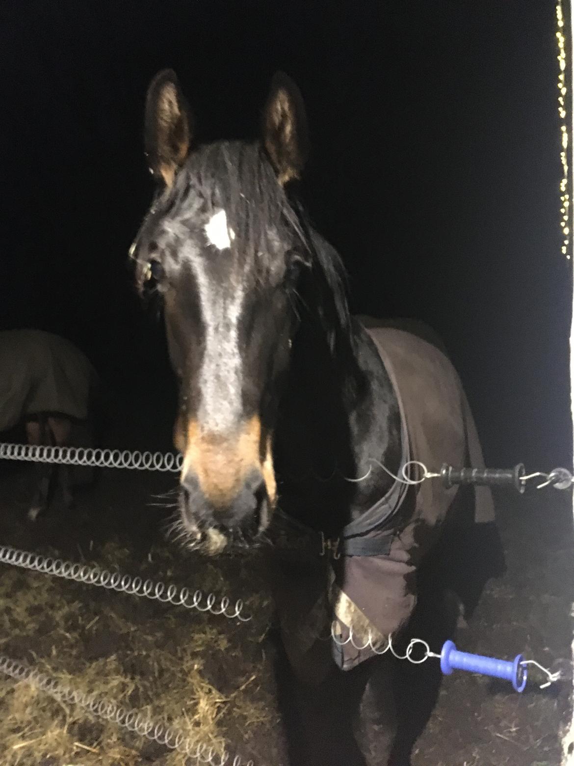 Tysk Oldenburger Nyholm's zelebrio billede 12