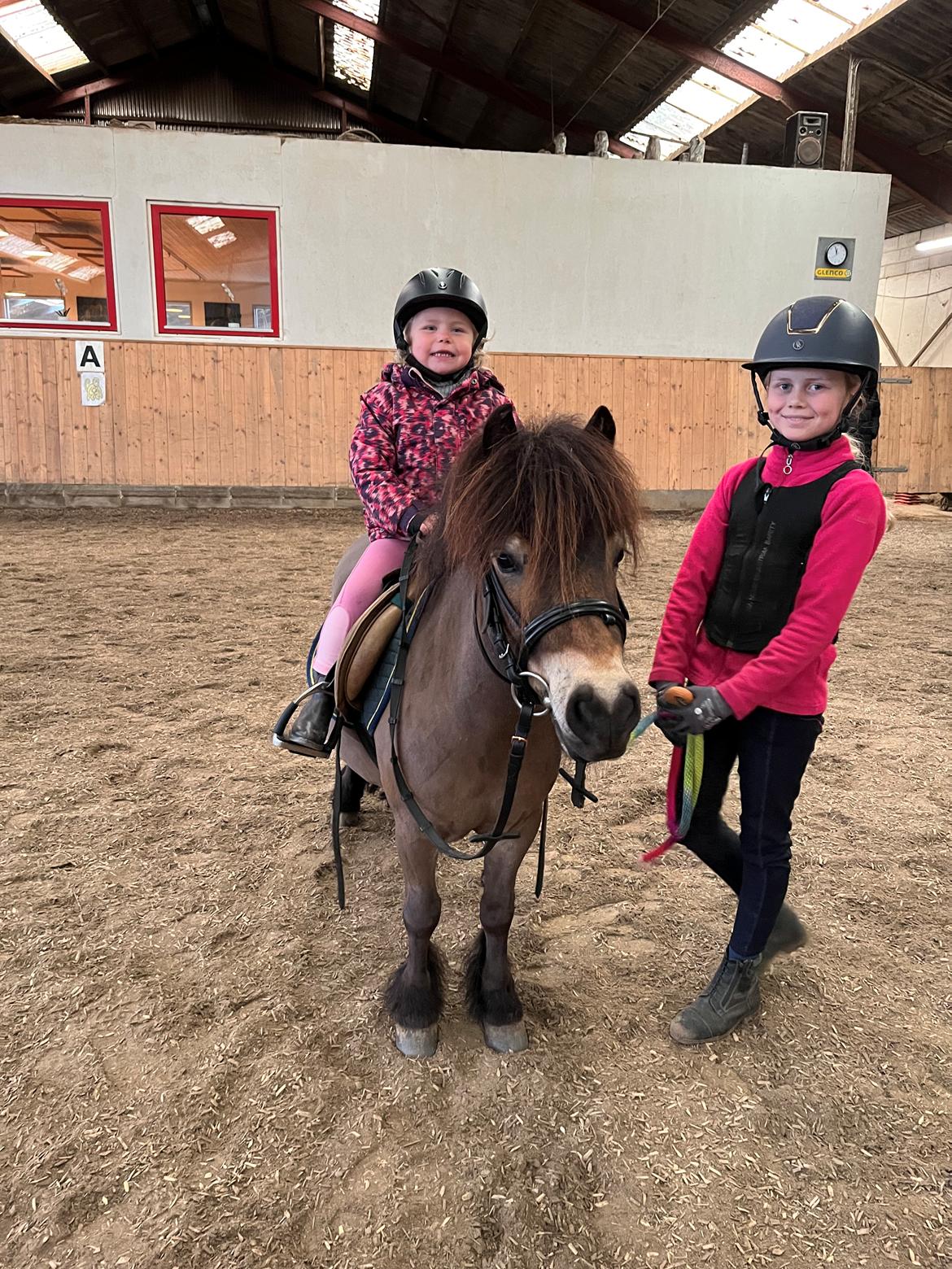 Shetlænder Alfa Romeo billede 20