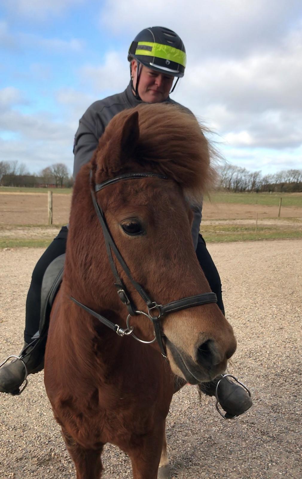 Islænder Sunna fra Ólafsvöllum billede 1