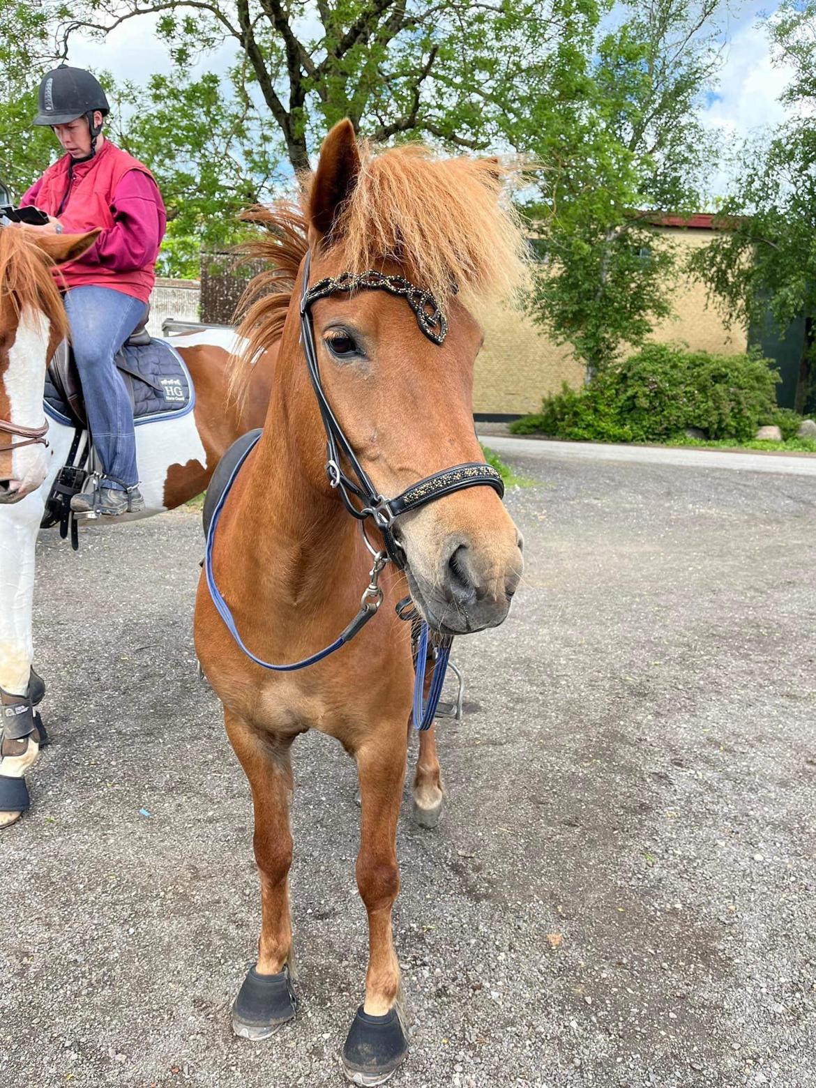 Islænder Sunna fra Ólafsvöllum billede 2