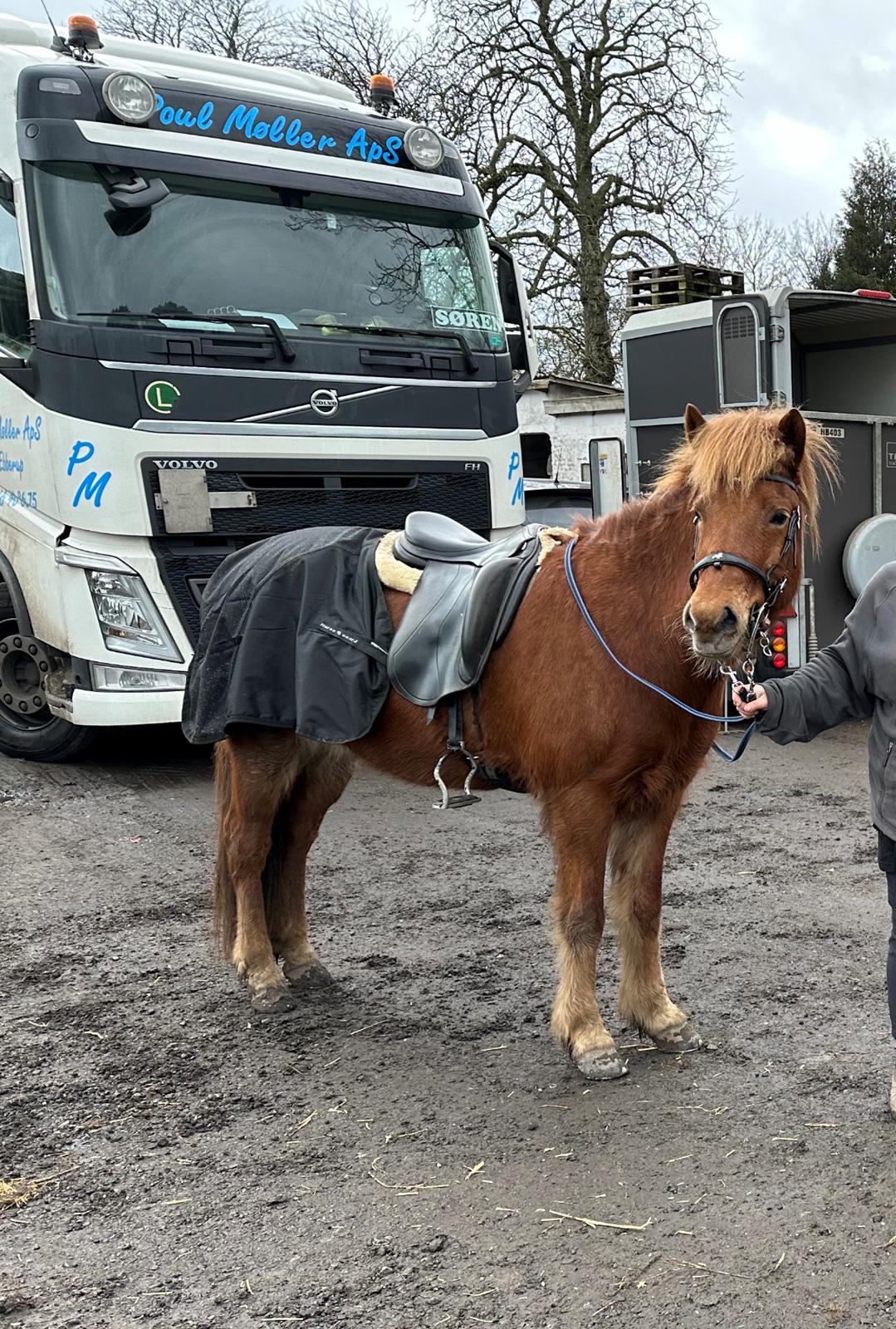 Islænder Sunna fra Ólafsvöllum billede 5