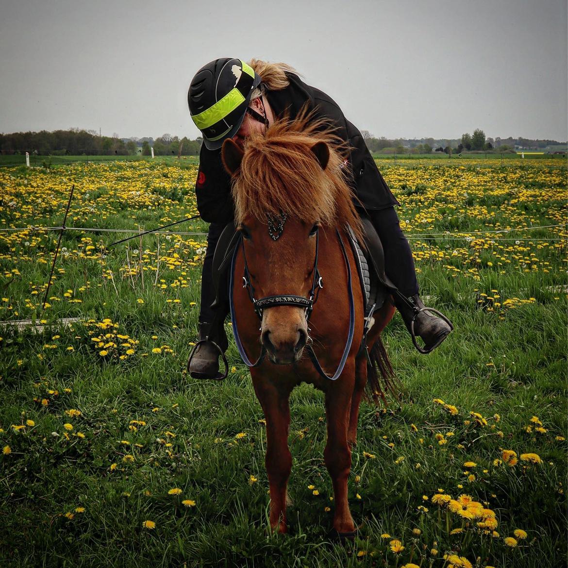 Islænder Sunna fra Ólafsvöllum billede 6