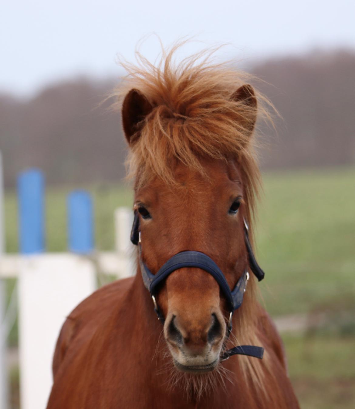 Islænder Sunna fra Ólafsvöllum billede 7