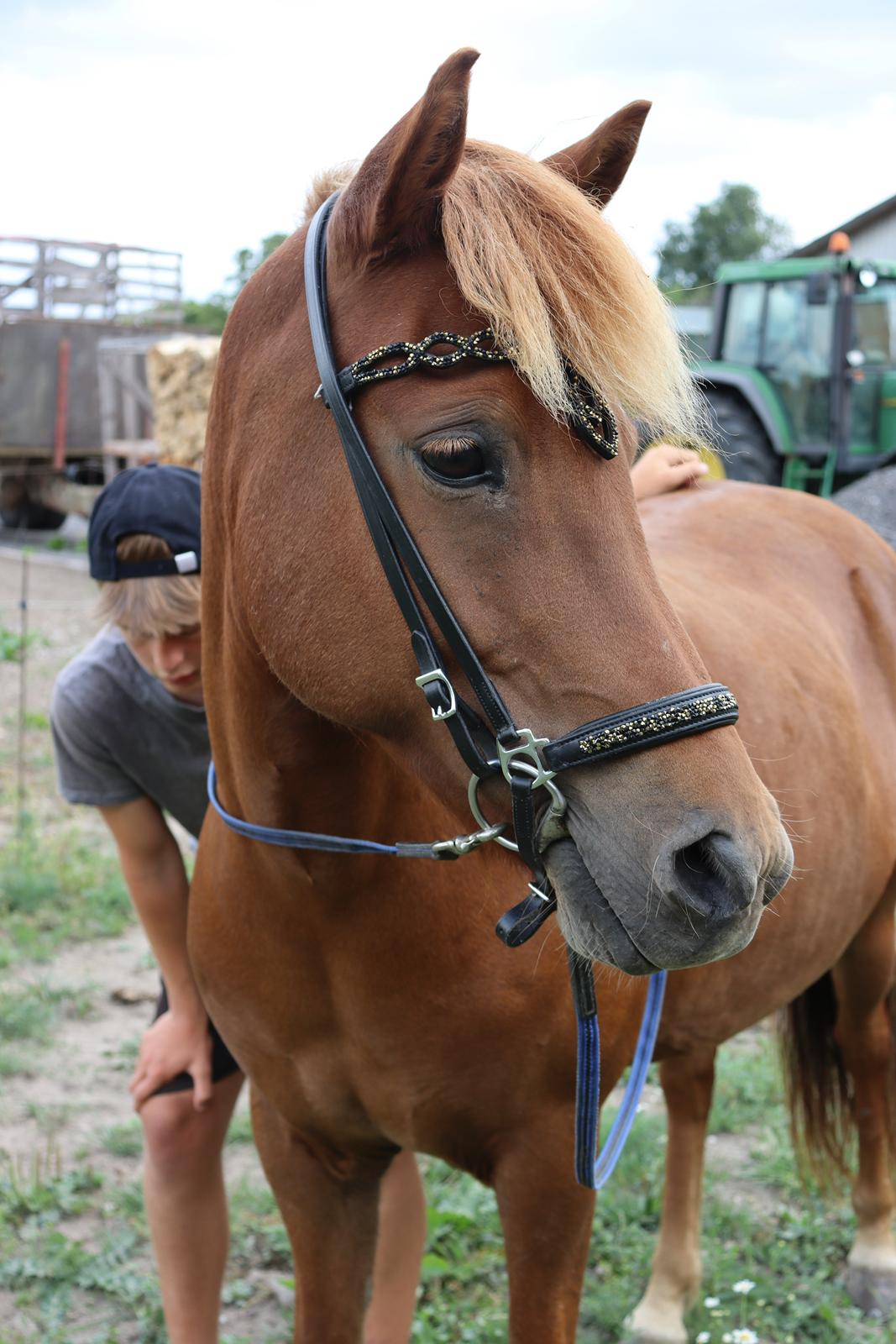 Islænder Sunna fra Ólafsvöllum billede 4