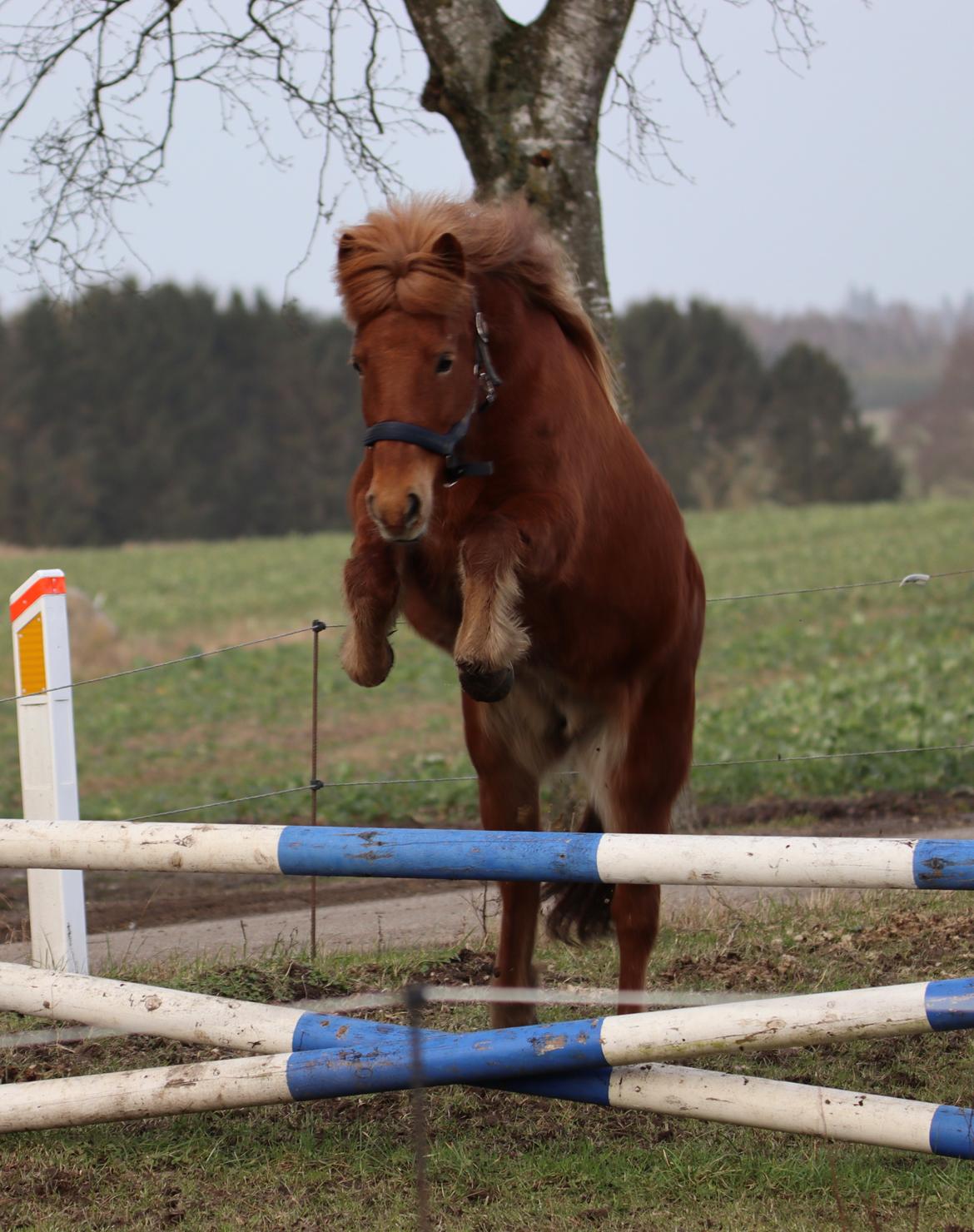 Islænder Sunna fra Ólafsvöllum billede 8