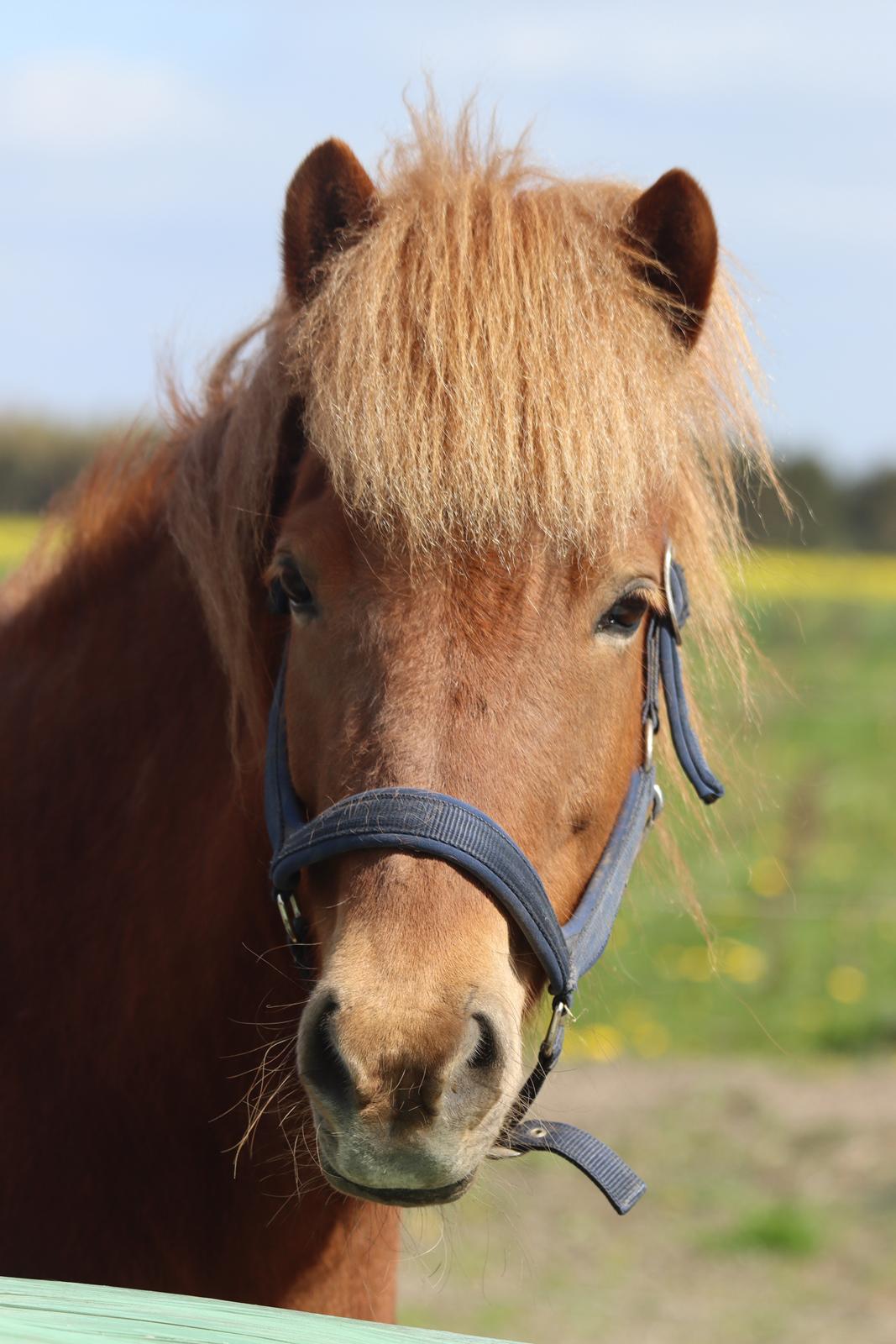 Islænder Sunna fra Ólafsvöllum billede 10