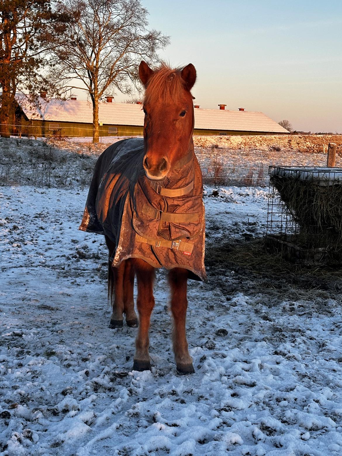 Islænder Sunna fra Ólafsvöllum billede 12
