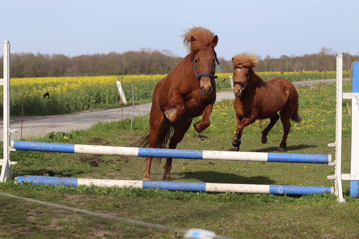 Islænder Sunna fra Ólafsvöllum billede 11