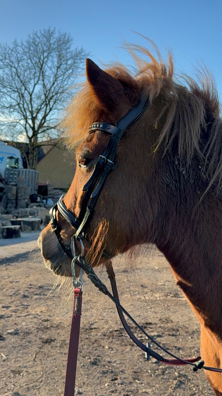 Islænder Sunna fra Ólafsvöllum billede 14