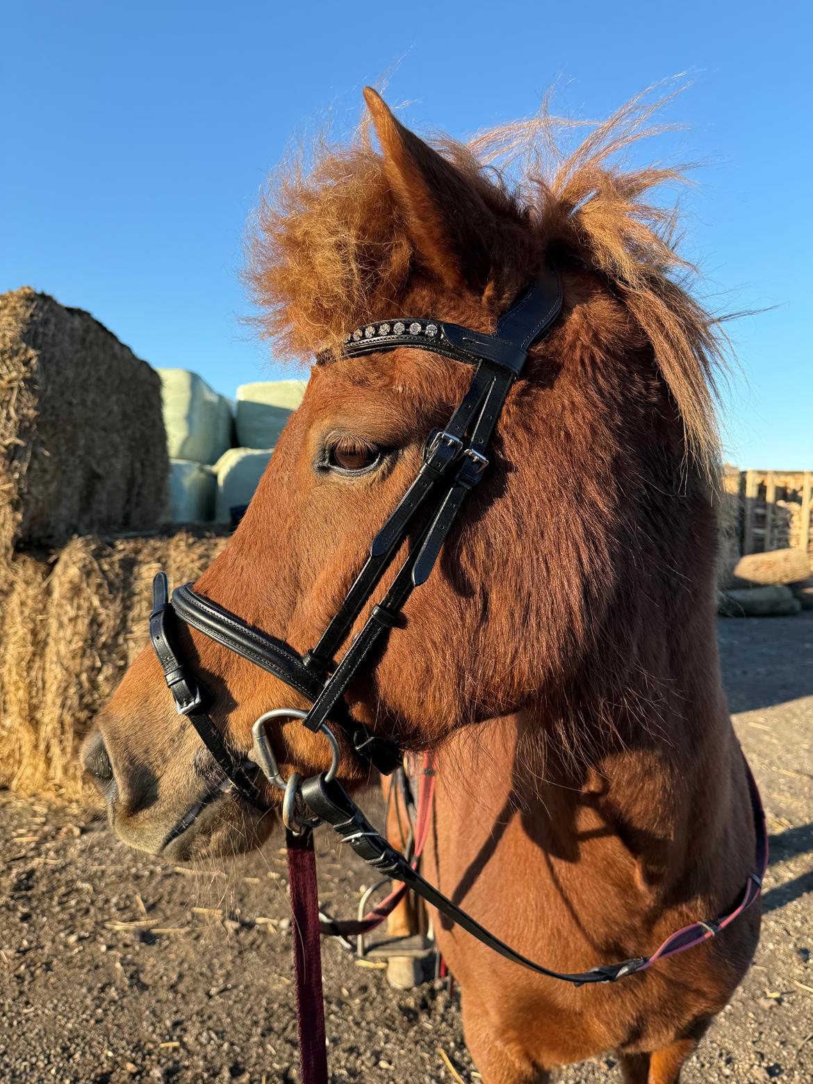 Islænder Sunna fra Ólafsvöllum billede 13