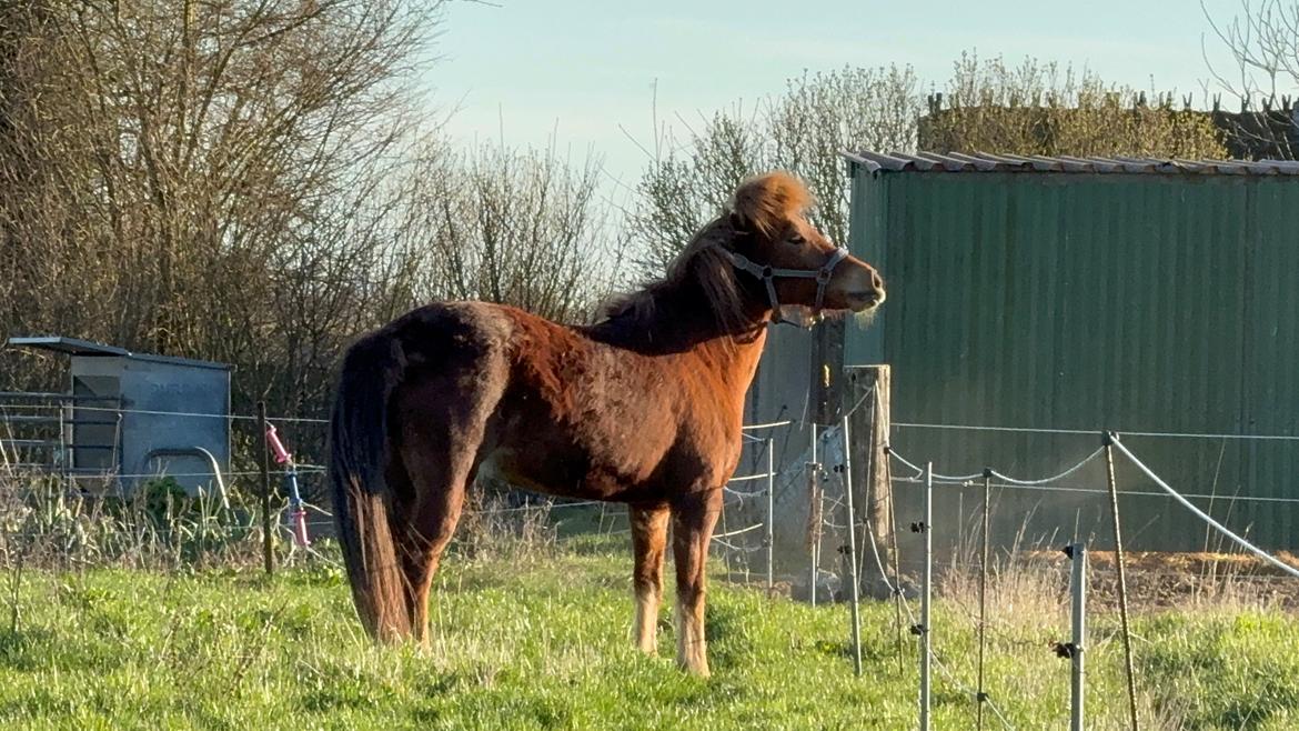 Islænder Sunna fra Ólafsvöllum billede 15