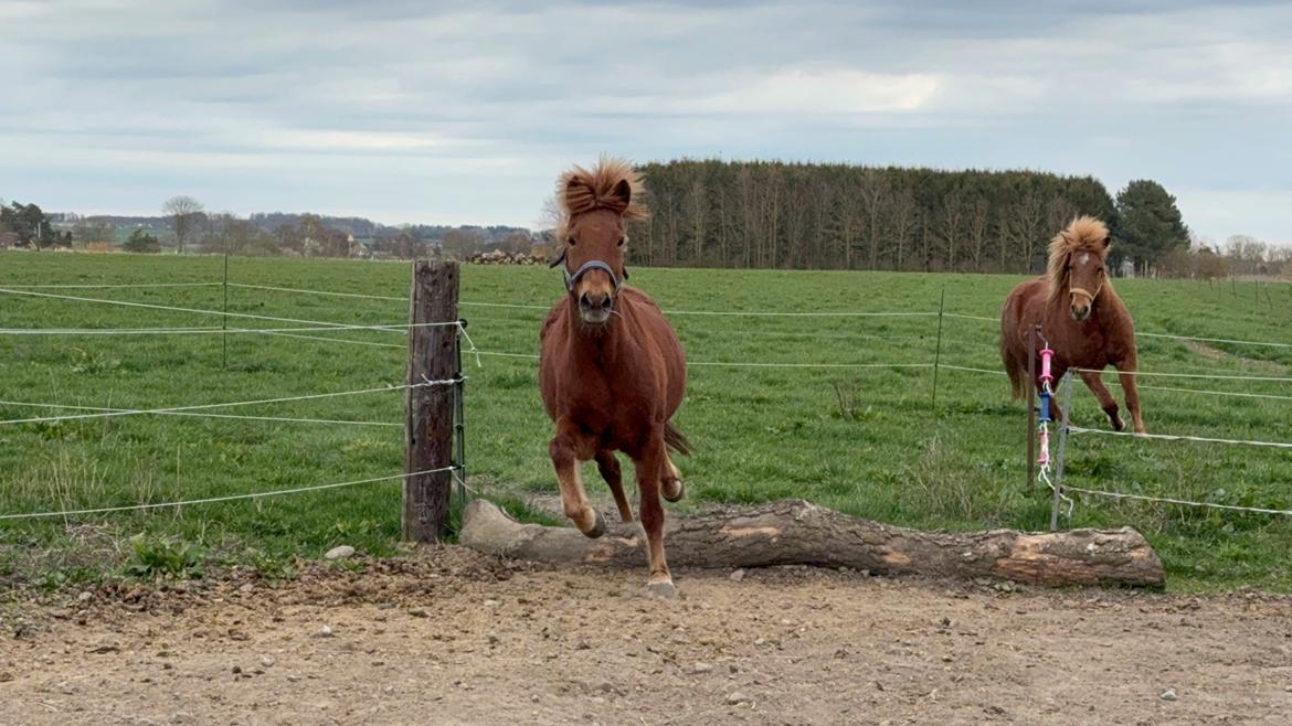 Islænder Sunna fra Ólafsvöllum billede 16