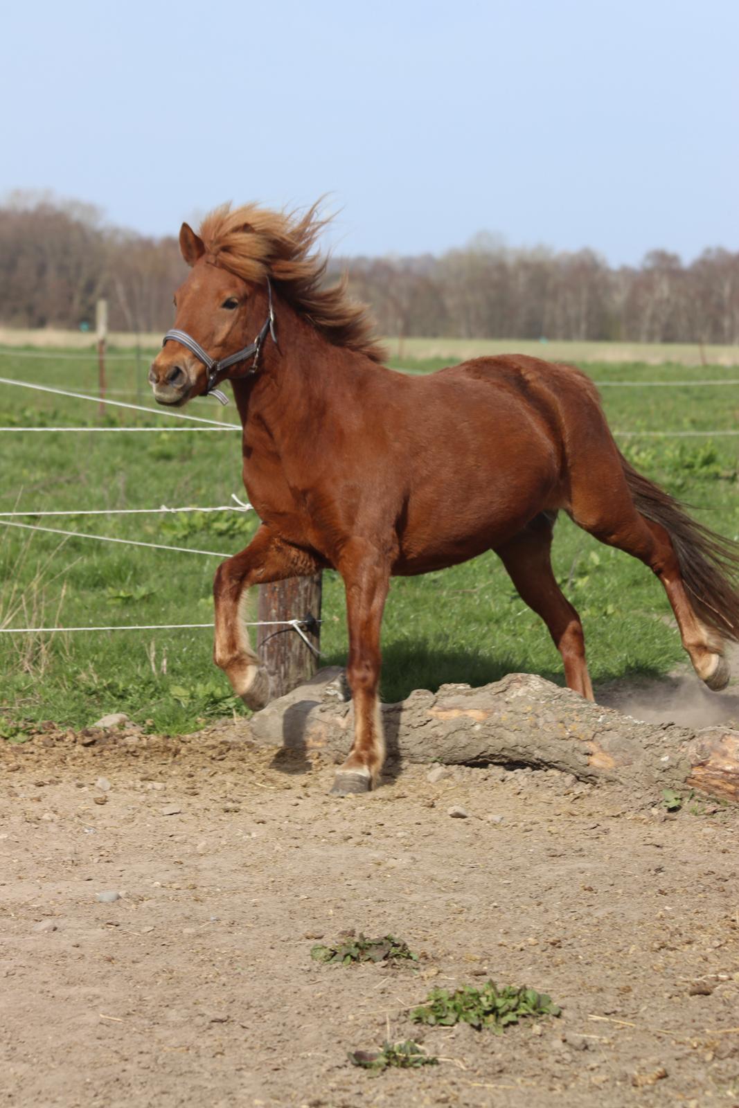 Islænder Sunna fra Ólafsvöllum billede 17
