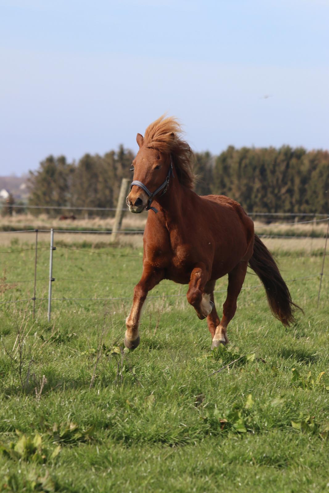 Islænder Sunna fra Ólafsvöllum billede 18