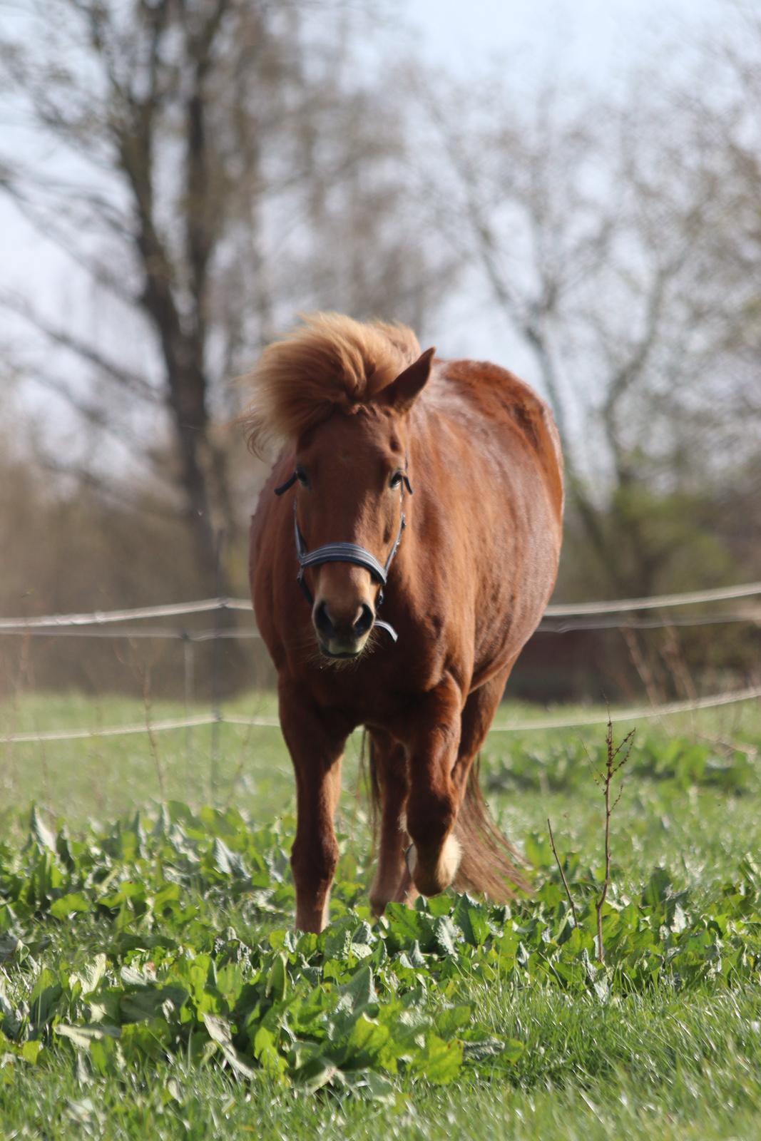 Islænder Sunna fra Ólafsvöllum billede 20
