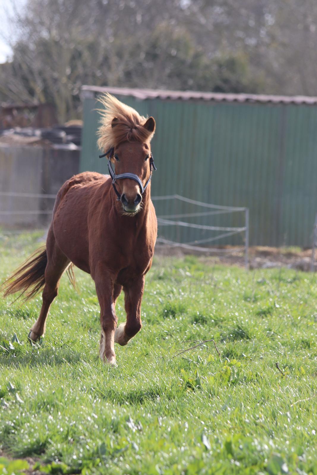 Islænder Sunna fra Ólafsvöllum billede 19