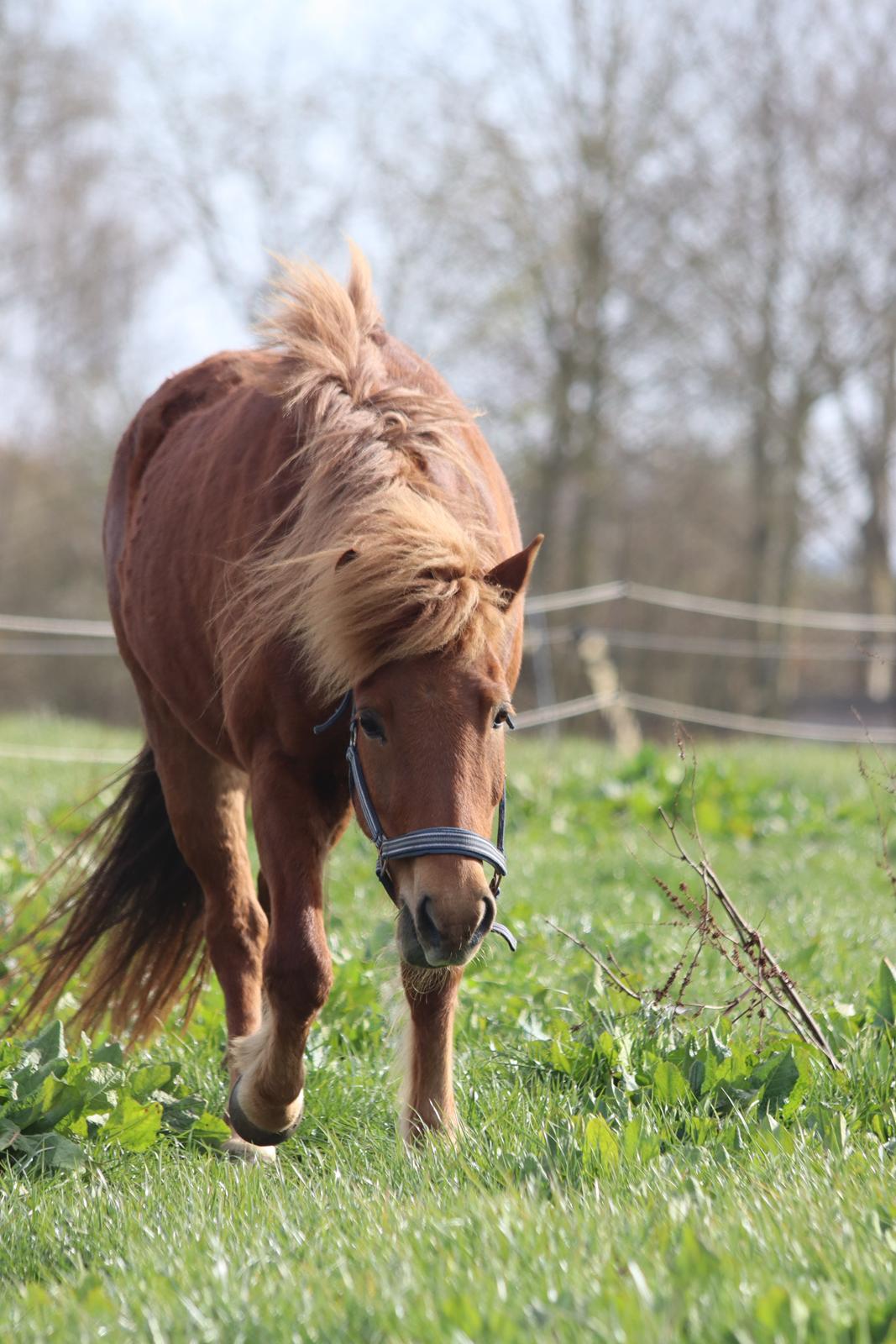 Islænder Sunna fra Ólafsvöllum billede 21