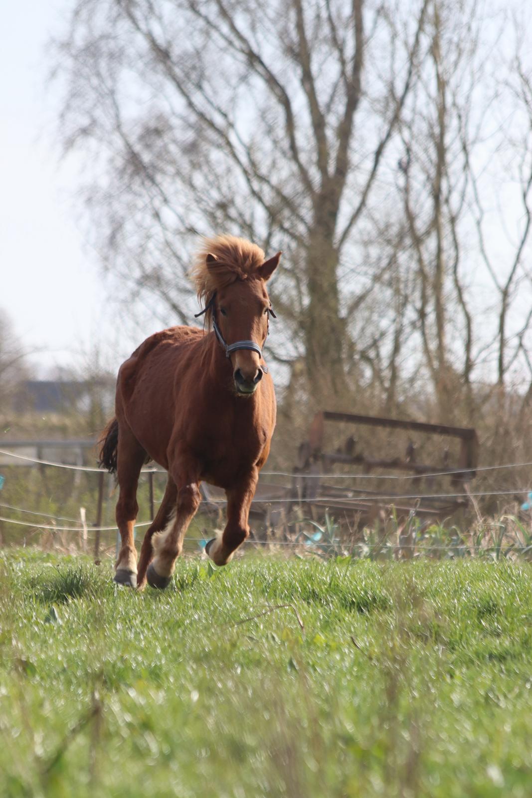 Islænder Sunna fra Ólafsvöllum billede 22