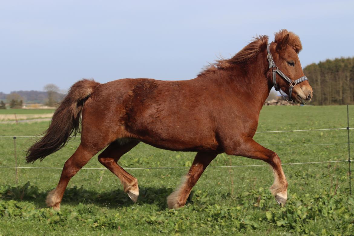 Islænder Sunna fra Ólafsvöllum billede 23