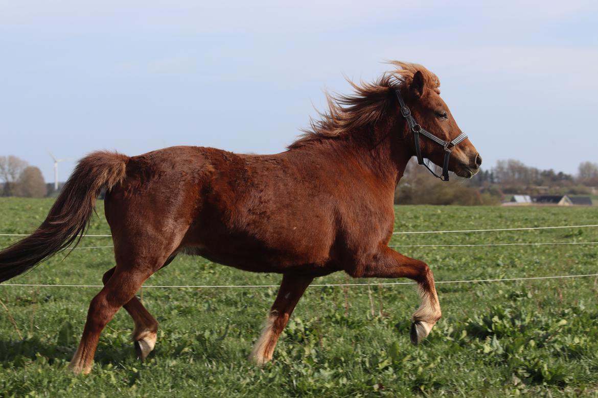 Islænder Sunna fra Ólafsvöllum billede 24