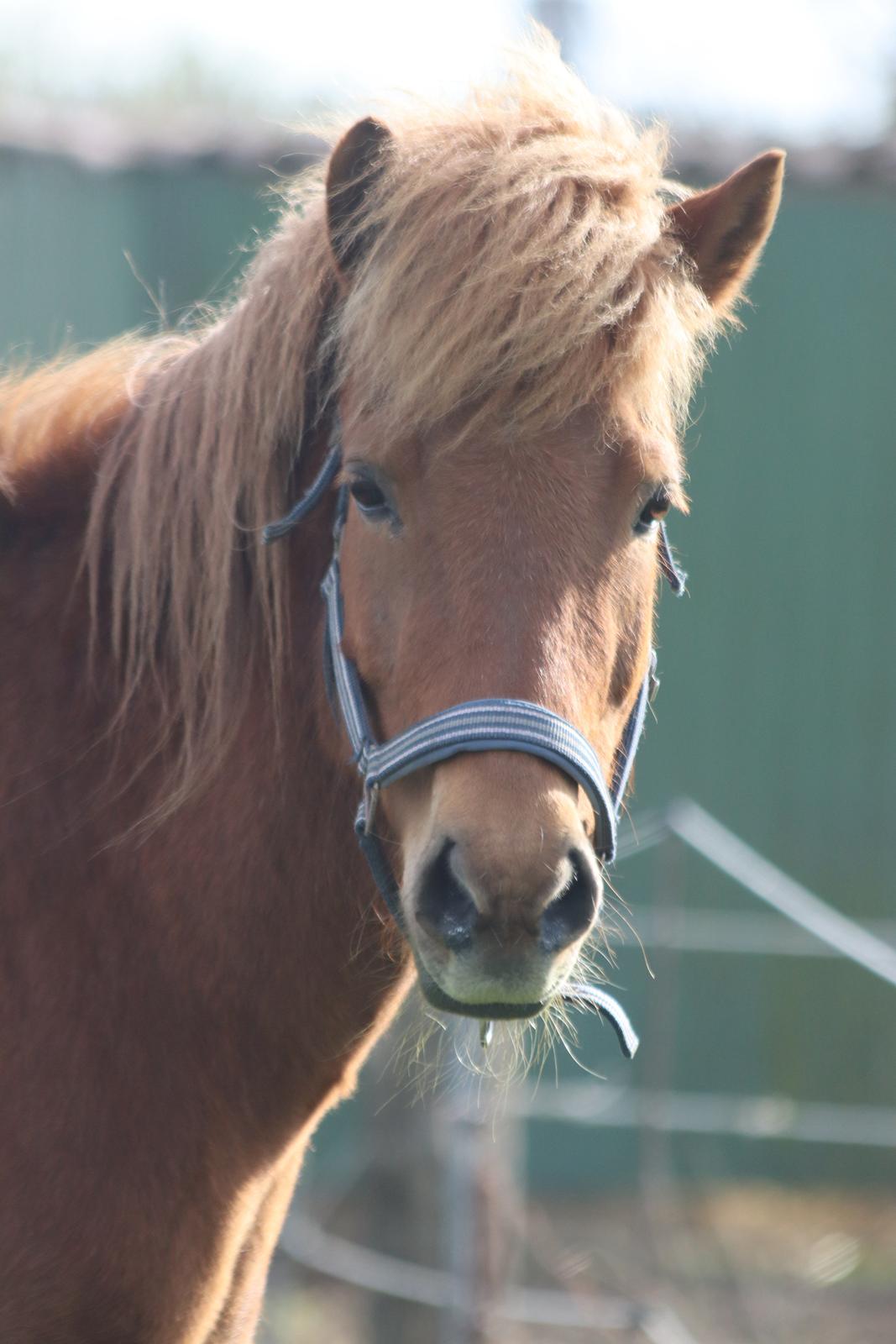 Islænder Sunna fra Ólafsvöllum billede 25