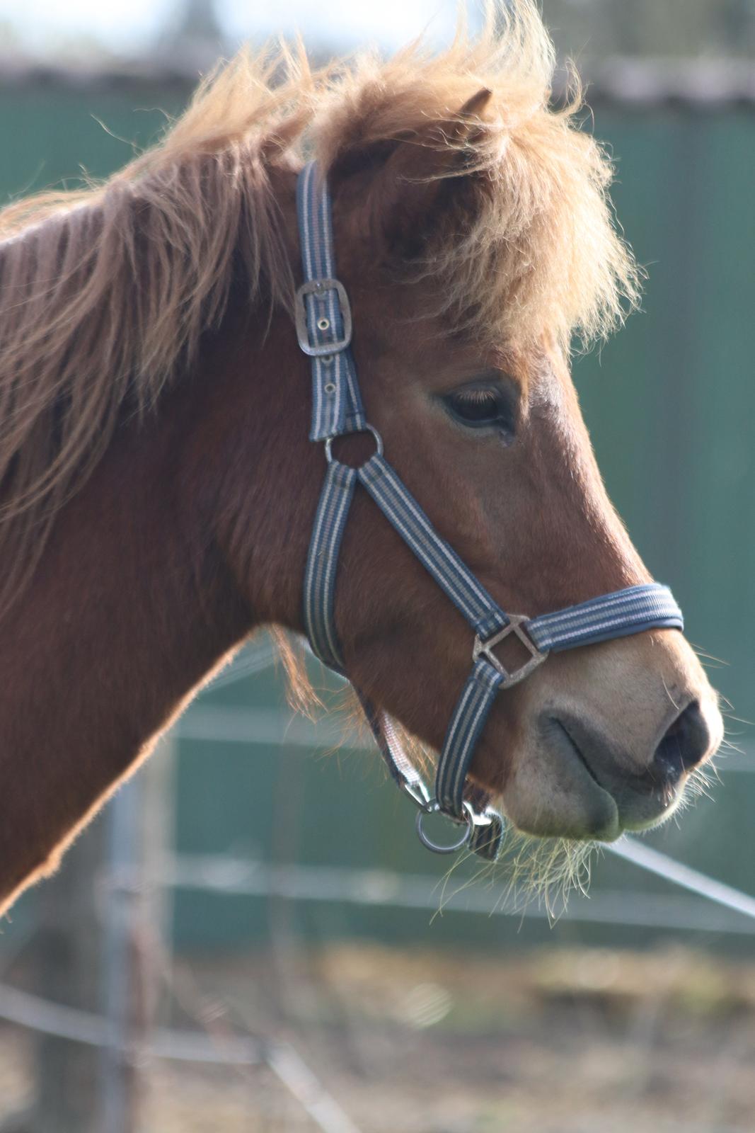 Islænder Sunna fra Ólafsvöllum billede 26